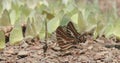 Aggregation of butterflies mud-puddling, slow motion shot of the spot swordtail butterfly puddling on forest soil with stream