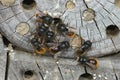 An aggregation of male horned mason or European orchard bees, Osmia cornuta