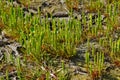 Aggregation of the rare and rather unusual blossoming plant, the tiny moustail