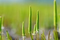 An aggregation of the rare and rather unusual blossoming plant, the tiny moustail, Myosurus minimus