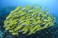 Aggregation of Yellow Fish in Blue Waters of Maldives