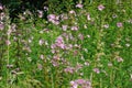 An aggregeation of pink musk mallow flowers, Malva moschata Royalty Free Stock Photo