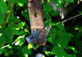 Aggresive behaviour of a Bluetit. Royalty Free Stock Photo