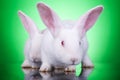 Aggresive look of two bunnies Royalty Free Stock Photo