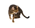 Aggression cat breed Toyger hisses