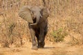An aggressive African elephant, Kruger National Park, South Africa Royalty Free Stock Photo