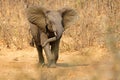 An aggressive African elephant, Kruger National Park, South Africa Royalty Free Stock Photo