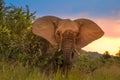 Aggressive African elephant at sunset in a national park during safari Royalty Free Stock Photo