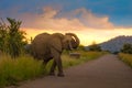 Aggressive African elephant at sunset in a national park during safari Royalty Free Stock Photo