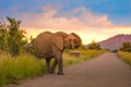 Aggressive African elephant at sunset in a national park during safari Royalty Free Stock Photo