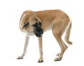 Aggressive Anatolian Shepherd dog Royalty Free Stock Photo