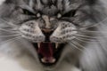 Aggressive angry cat