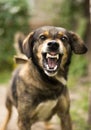 Aggressive, angry dog Royalty Free Stock Photo