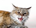 Aggressive angry ginger cat with open mouth Royalty Free Stock Photo