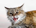 aggressive angry ginger cat with open mouth Royalty Free Stock Photo