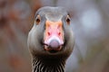 Aggressive Angry goose closeup. Generate AI Royalty Free Stock Photo