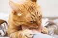 Aggressive angry tabby ginger cat bites, gnaws a man`s hand, close-up Royalty Free Stock Photo