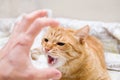 Aggressive angry tabby ginger cat hisses, attacks a man`s hand, close-up Royalty Free Stock Photo