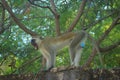 Aggressive and angry vervet monkey grins on the fence. Kenya