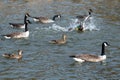 Aggressive animal behaviour in spring with 3 male mallard ducks fighting