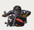 Aggressive animal biker vintage colorful concept Royalty Free Stock Photo