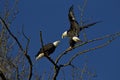 Aggressive Bald Eagles on Sauvie Island in Oregon