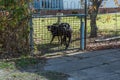 Aggressive barking dog behind fence guarding garden.