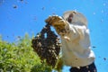 Aggressive bees and the bee colony Royalty Free Stock Photo