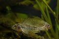 aggressive behaviour of Eurasian ruffe, captive wild freshwater fish territorial conflict, domesticated omnivore predator species