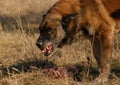 Aggressive belgian shepherd