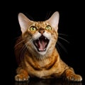 Bengal Cat on Black Background Royalty Free Stock Photo