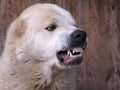 Aggressive angry dog growls, bared teeth danger