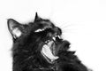 Aggressive black cat