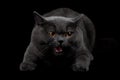 Aggressive black cat in dark room