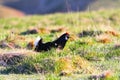Aggressive black grouse in mating season
