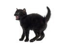 Aggressive black kitten
