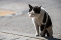 aggressive black and white cat with a brazen snout of a bully