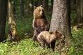 Aggressive brown bear mother standing on rear legs and protecting its cub.