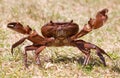 Aggressive brown crab on grass standing