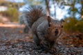 Aggressive brown squirrel with a broken injured ear on a bright orange autumn day in the forest