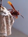 Aggressive brown wasp insect protects the nest