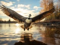 Aggressive Canada Goose Honking and chasing around other Canada Royalty Free Stock Photo