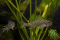 aggressive captive Eurasian ruffe, dominant and submissive wild small freshwater fish, omnivore coldwater species