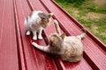 The aggressive cat attacks another in the fight for territory. two cats fight playing on the red roof. Royalty Free Stock Photo