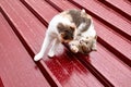 The aggressive cat attacks another in the fight for territory. two cats fight playing on the red roof. Royalty Free Stock Photo