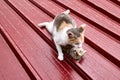 The aggressive cat attacks another in the fight for territory. two cats fight playing on the red roof. Royalty Free Stock Photo