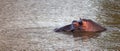 Aggressive Common Hippo Bull submerging in a lake in Africa