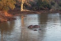 Aggressive Common Hippo male bull during golden hour in a lake in southern Africa Royalty Free Stock Photo