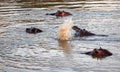 Aggressive Common Hippopotamus [hippopotamus amphibius] jostling against each other in a lake in southern Africa