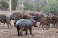 Aggressive Common Hippopotamus [hippopotamus amphibius] staring down a herd of cape buffalo in Africa Royalty Free Stock Photo